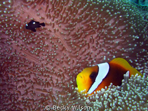 Clown fish and 3-spot Damsel fish neighbours in Red Sea, ... by Becky Wilson 